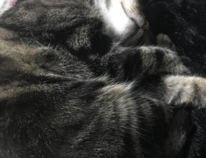 3000 dolares a pesos chilenos