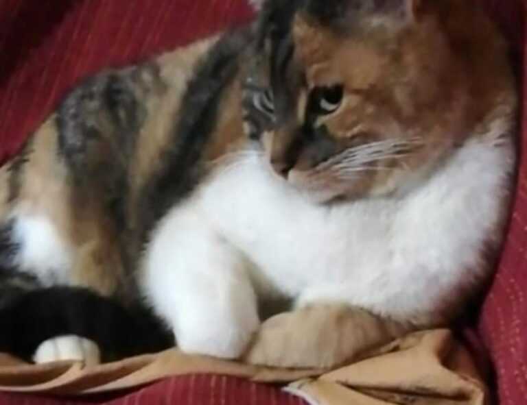 libra hari ini gemintang