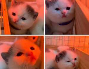 movimiento sonic gif