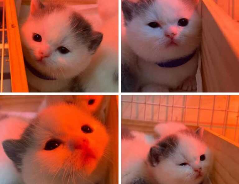 movimiento sonic gif