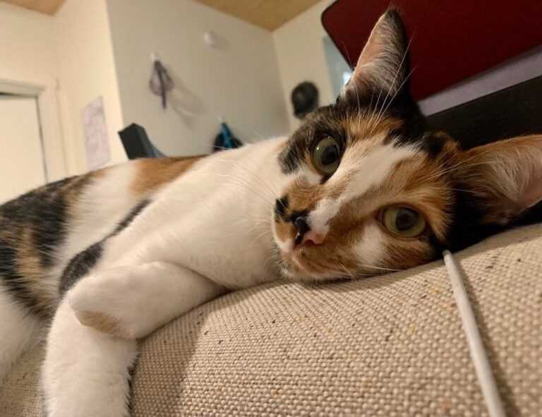 mydoterra login nederlands