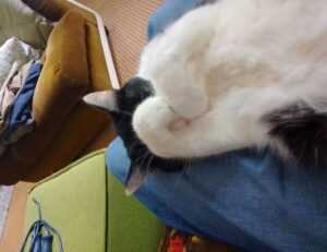 naughty america tele