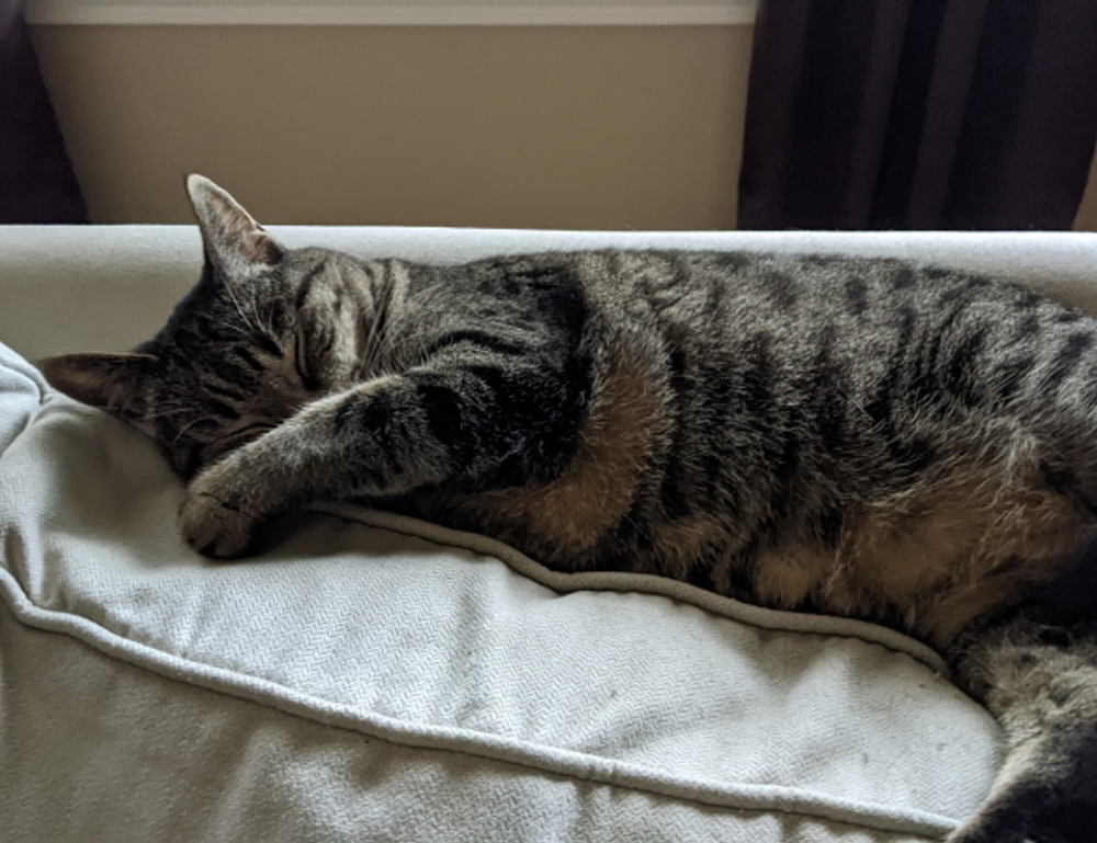 romantic good morning love gif for whatsapp