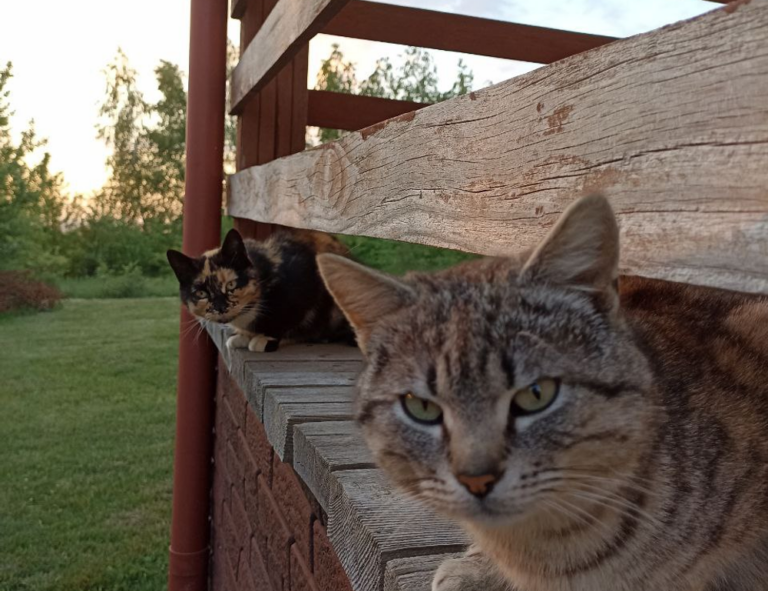 the rising of the shield hero anime kage