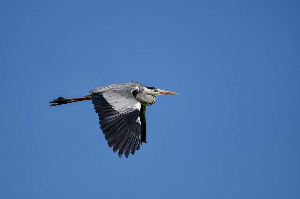 valor de un testiculo
