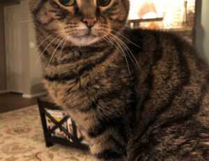 vintage feliz cumpleaños fashion mujer