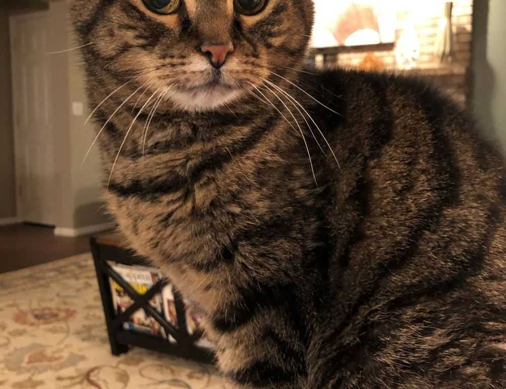 vintage feliz cumpleaños fashion mujer