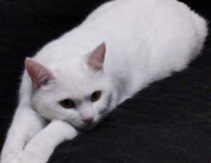 wallpaper:cn3ispl8wgc= cinnamoroll