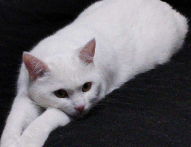 wallpaper:cn3ispl8wgc= cinnamoroll