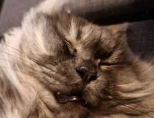 ya abaz zahro lirik arab