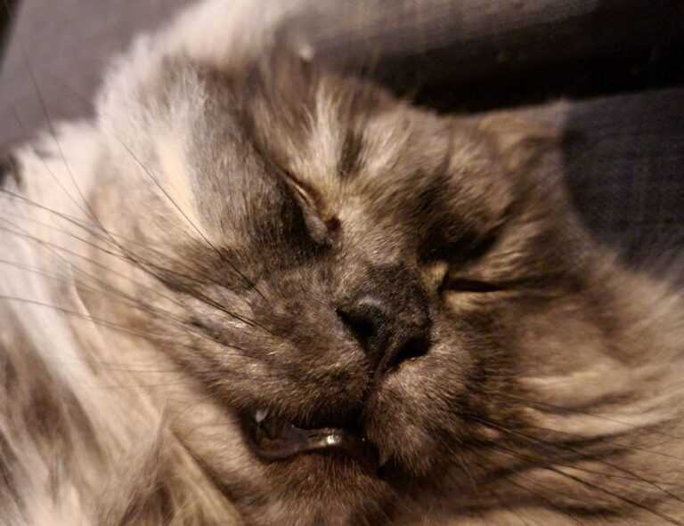 ya abaz zahro lirik arab